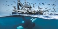 Surexploitation des océans: la surpêche