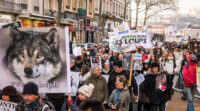 Le loup, ce nouvel objet politique européen